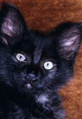 Le chat Diabolo