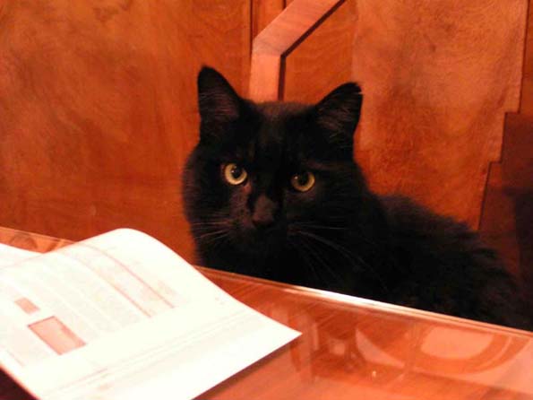 Diabolo the cat